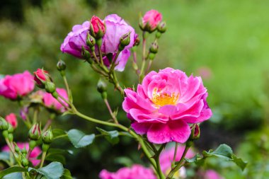 Pembe çiçekler baharın sonlarında bir dogrose 'da çiçek açtı.