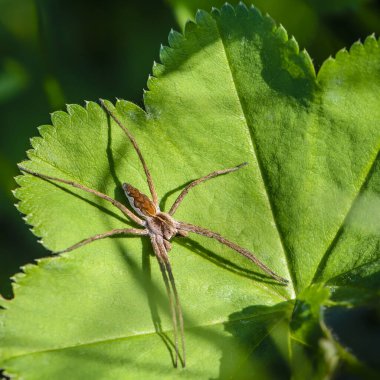 Büyük örümcek pisaura mirabilis yeşil bir çimen yaprağının üzerinde oturur.