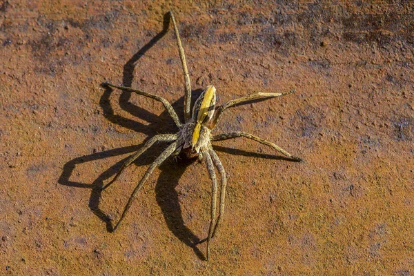 Büyük Bir Örümcek Paslı Bir Metal Levhanın Üzerinde Oturur — Stok fotoğraf