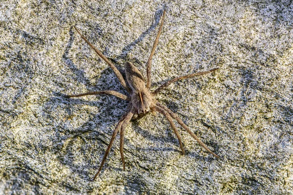 Une Grande Araignée Est Assise Sur Une Feuille Ardoise Grise — Photo