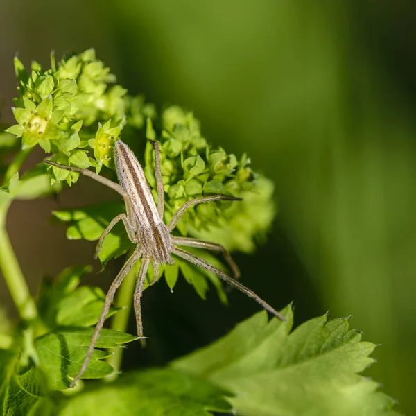 Large Spider Tibellus Oblongus Sits Green Leaf Grass — Stock Photo, Image