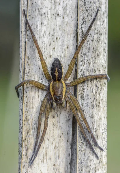 Spider Male Hunter Limbic Sits Reed Trunk — Stock Photo, Image