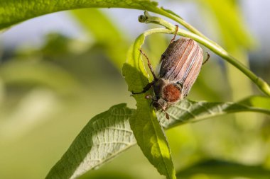 Chafer böceği çalılıklarda yaprak yer.