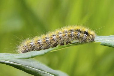 Shaggy Caterpillar bir yaprağa oturur ve onu yer.