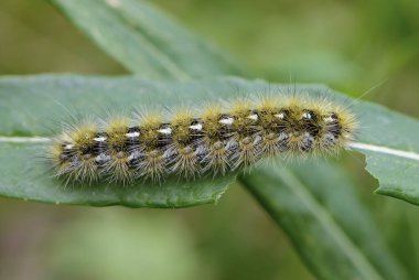 Shaggy Caterpillar bir yaprağa oturur ve onu yer.
