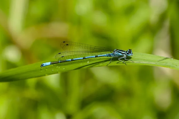 一只蓝色的蜻蜓栖息在狭窄的草叶上 — 图库照片