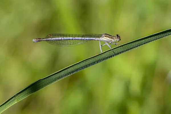 Thin Blue Dragonfly Sits Narrow Leaf Grass — Stock Photo, Image