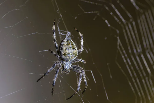 Uprostřed Pavučiny Sedí Velká Pavoučí Samice — Stock fotografie
