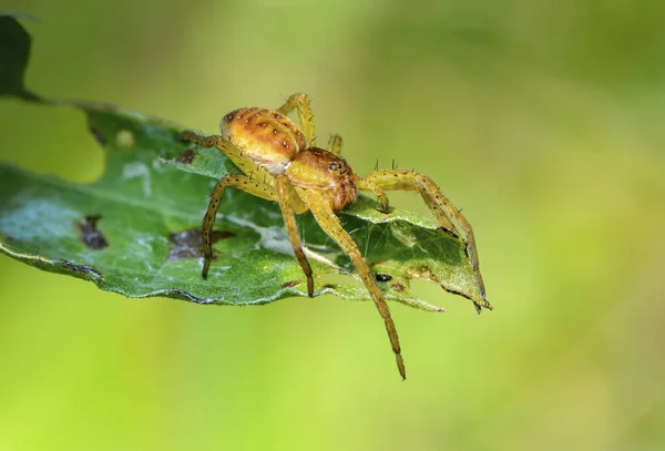 Eine Junge Spinnenjägerin Sitzt Auf Der Spitze Eines Löchrigen Blattes — Stockfoto