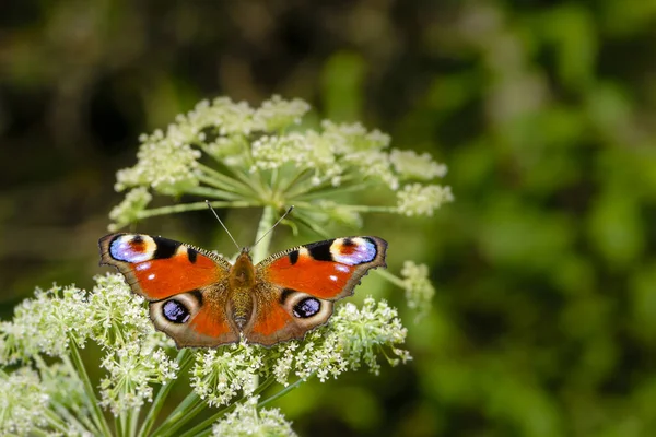 Tavus kuşu kelebeği çiçekli bir inek havucu üzerinde oturur.