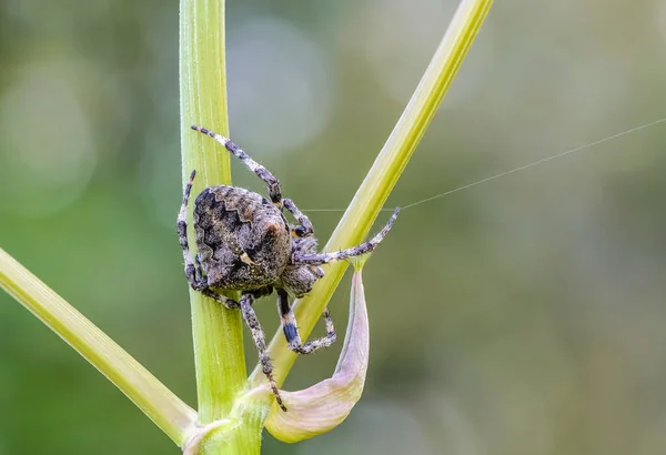 Grande Ragno Femmina Siede Sul Tronco Hogweed — Foto Stock