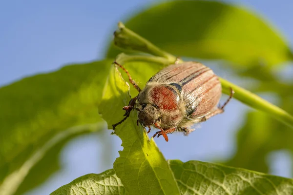 Escarabajo Chaflán Come Hojas Arbusto Imagen De Stock