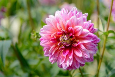 Güneşli bir günde açan güzel bir yıldız çiçeği.