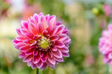 Güneşli bir günde açan güzel bir yıldız çiçeği.