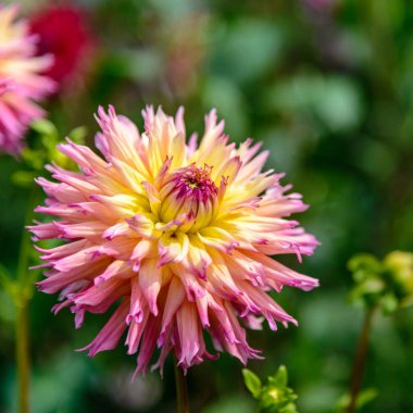 Güneşli bir günde açan güzel bir yıldız çiçeği.