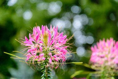 Açık ve güneşli bir günde çiçek açmak.