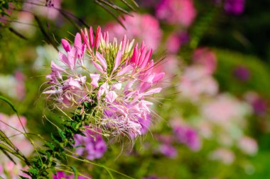 Açık ve güneşli bir günde çiçek açmak.