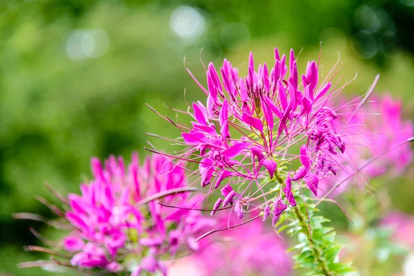 晴れた日に開花が始まります — ストック写真