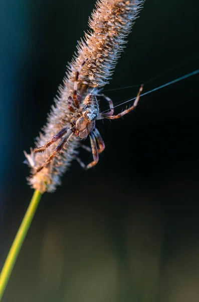 Macho Araneus Continua Sinalizar Fio Sua Teia — Fotografia de Stock