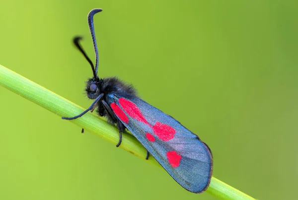 Azul Oscuro Con Manchas Rojas Alas Mariposa Burnet Seis Manchas — Foto de Stock