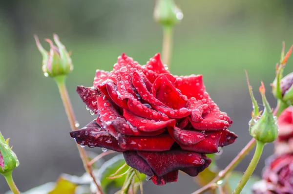 Bud dark red rose with drops after rain