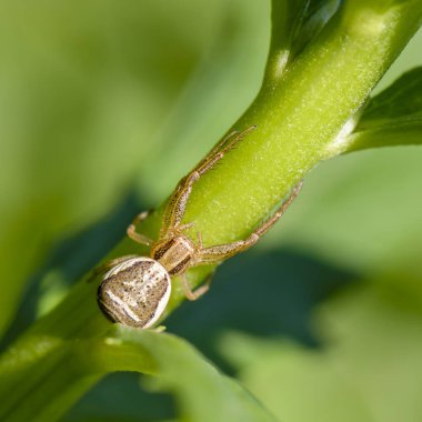 Örümcek sistiksi bir ot sapında avını bekliyor.