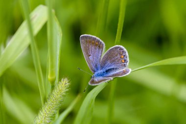 Kelebek Lycaena kanatları açık ince bir çarşafta oturur.
