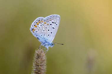 Mavi güvercinli küçük bir polyommatus kelebeği kuru bir çimen başağında oturur.