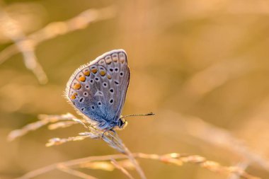 Mavi güvercinli küçük bir polyommatus kelebeği kuru bir çimen başağında oturur.
