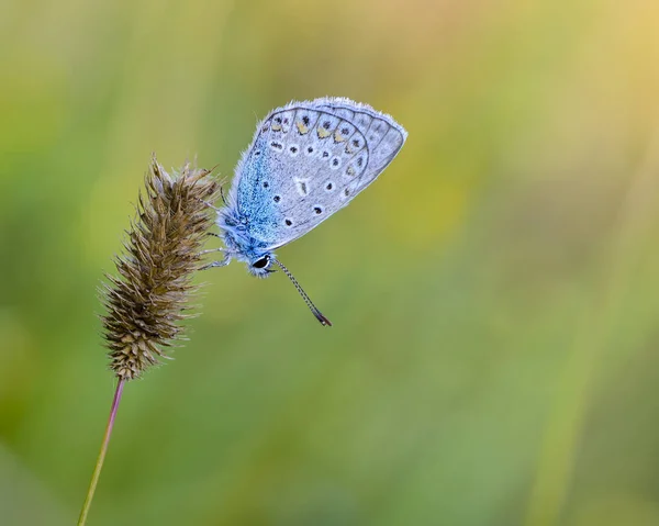 青い鳩を持つ一夫多妻制のイカルスの小さな蝶は 草の乾いた小花に座っています — ストック写真