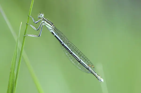 Una Delgada Libélula Azul Sienta Sobre Una Estrecha Hoja Hierba — Foto de Stock