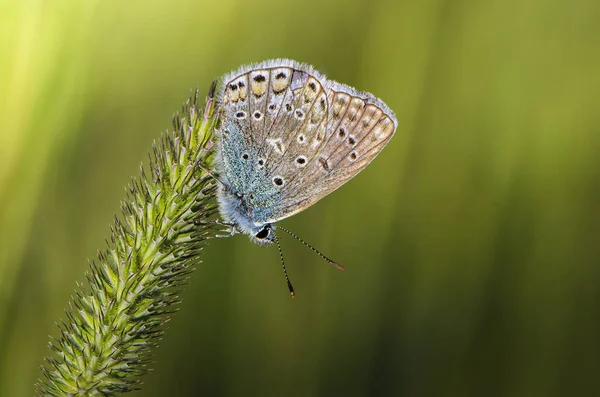 蝶の一般的な青草の耳に座っている — ストック写真