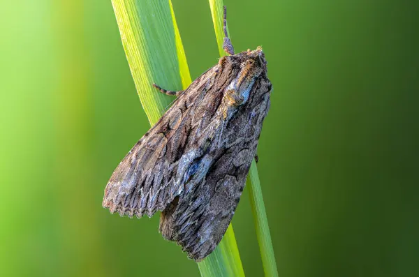 Katlanmış kanatları olan kahverengi bir kelebek çimen sapında oturur.