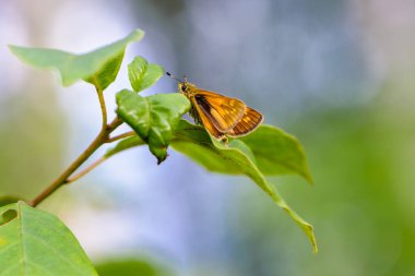 Kahverengi bir kelebek Ochlodes Sylvanus güzel bir arka planda, bir ağacın yeşil yaprağında oturur.