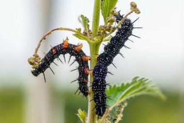 Sivri dikenli birkaç siyah aglais io tırtılı ısırgan otu yaprağı yer.