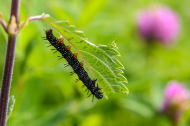 Keskin dikenleri olan siyah aglais tırtılı ısırgan otu yaprağı yer.
