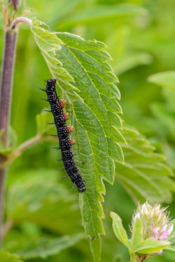 Keskin dikenleri olan siyah aglais tırtılı ısırgan otu yaprağı yer.