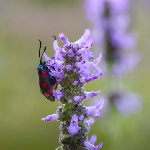 Two Butterflies Zygaena Filipendulae Sit Lilac Flower Sunset — Stock Photo, Image