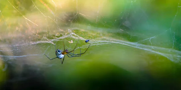 Araignée Avec Longues Pattes Pend Envers Sur Toile — Photo