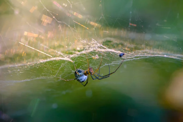 Spinne Mit Langen Pfoten Hängt Kopfüber Netz — Stockfoto