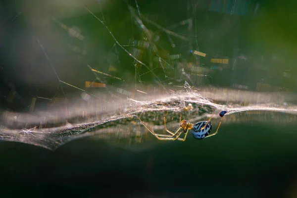 Spinne Mit Langen Pfoten Hängt Kopfüber Netz — Stockfoto