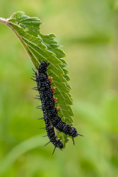 鋭い棘のあるアグリオスのいくつかの黒い毛虫は葉を食べる — ストック写真