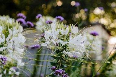 Açık ve güneşli bir günde çiçek açmak.