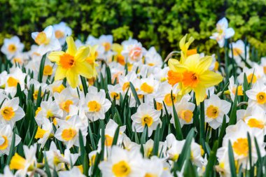 İlkbaharın başlarında çiçek açan nergislerle dolu.