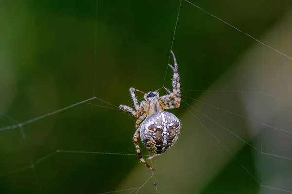 雌の庭のクモは巣の中で獲物に餌をやる — ストック写真