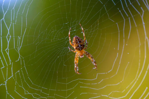 Female Garden Spider Sits Center Its Web Early Morning — Stock Photo, Image