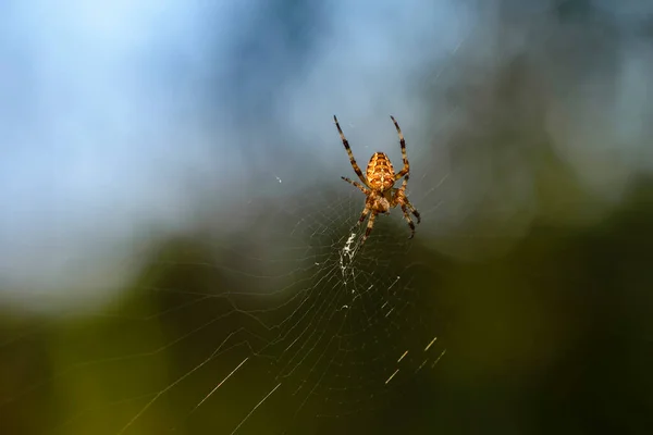 Μια Θηλυκή Αράχνη Κήπος Κάθεται Στο Κέντρο Του Ιστού Της — Φωτογραφία Αρχείου