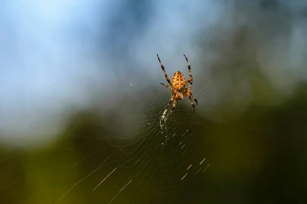 Una Araña Jardín Hembra Sienta Centro Red Temprano Mañana —  Fotos de Stock