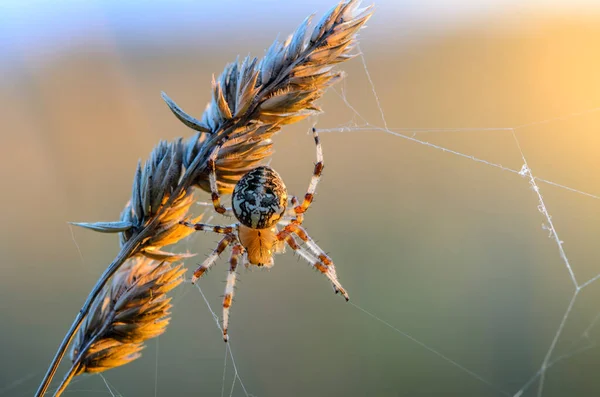 Ragno Giardino Femmina Siede Centro Della Sua Ragnatela Mattina Presto — Foto Stock