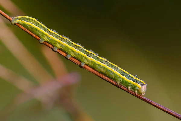 Стебле Травы Сидит Зеленая Гусеница Желтыми Полосками — стоковое фото